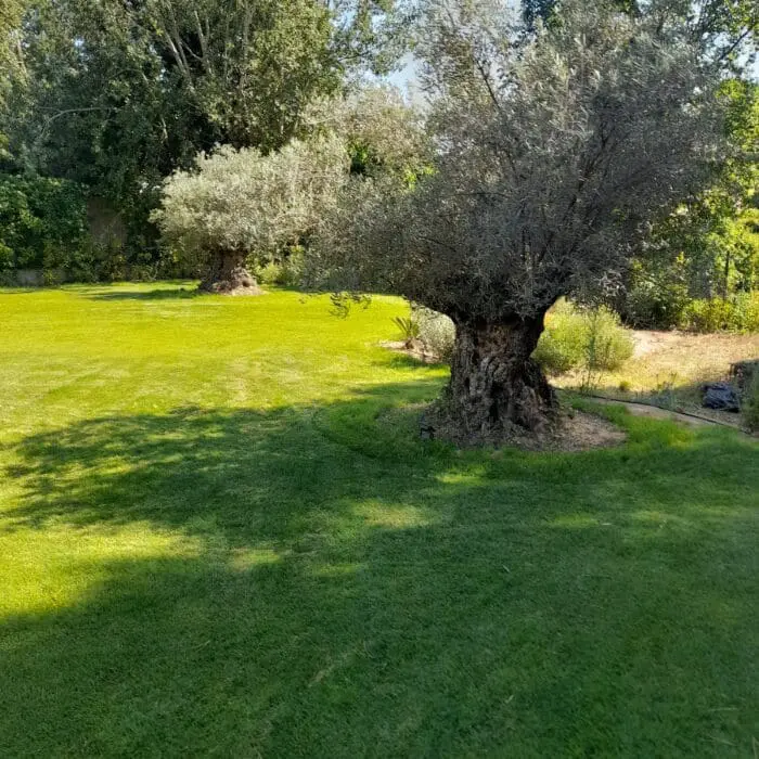 Olivier dans un jardin méditerranéen à Aix-en-Provence