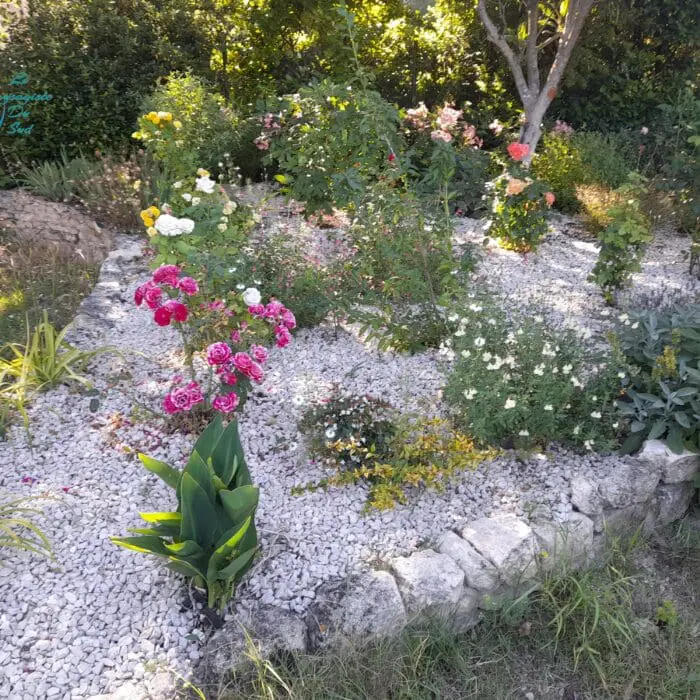 Plantation Massif méditerranéen