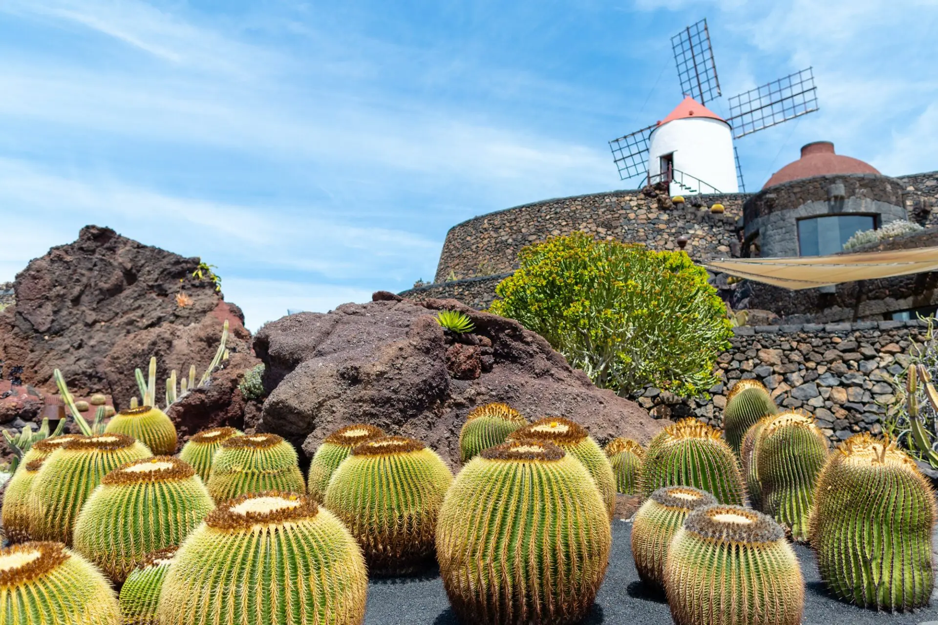 Création et Conception d'un Jardin Sec Méditerranéen à Aix-en-Provence 4 Cactus dans un jardin sec méditerranéen avec un moulin en Provence