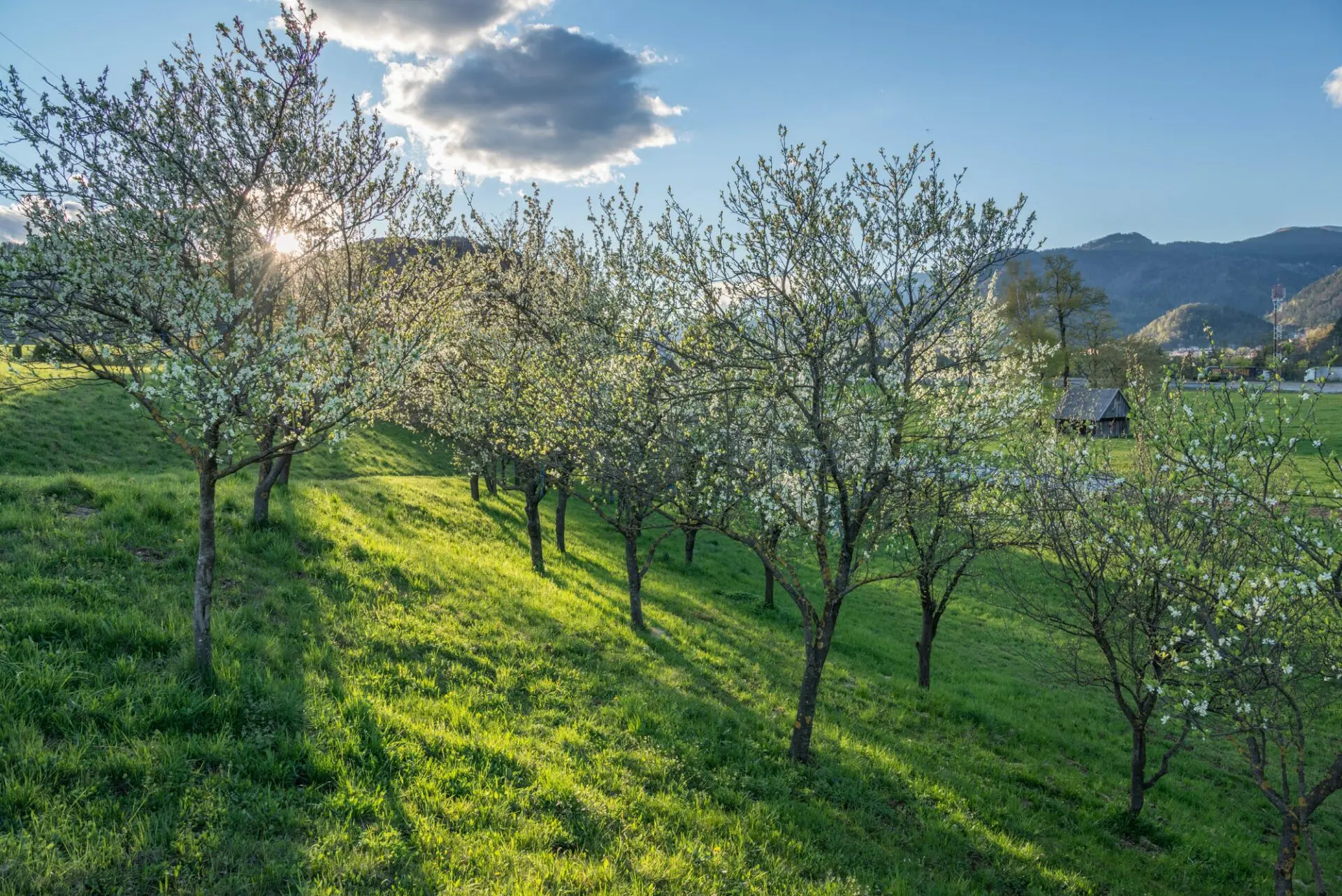L'Art de la Taille : Arbres et Arbustes en Provence 3 Verger avec arbres en fleurs au printemps en Provence