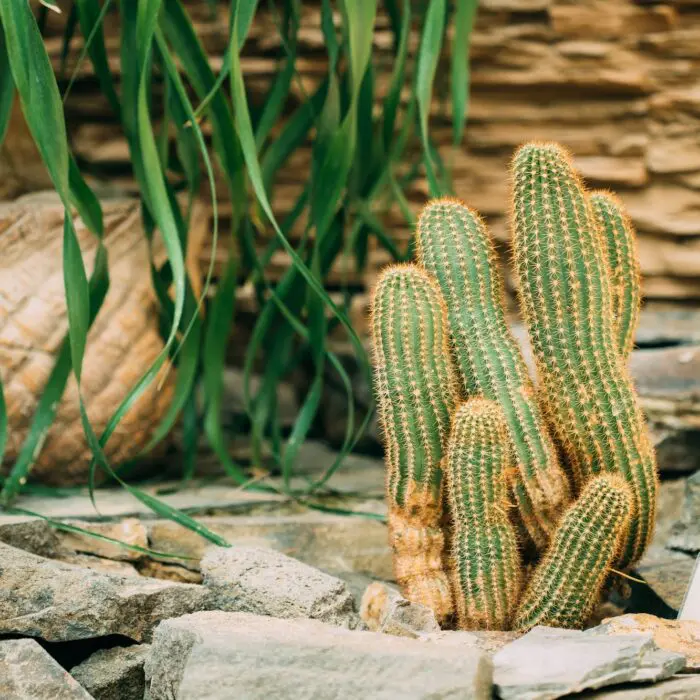 Cactus dans un jardin sec méditerranéen à Aix-en-Provence