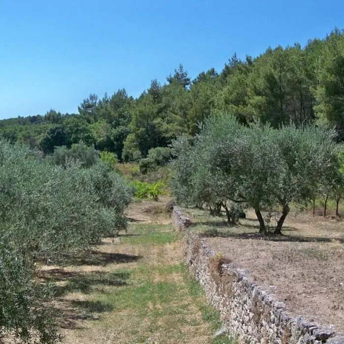 Jardin en restanques avec oliviers et murs en pierre sèche à Aix-en-Provence